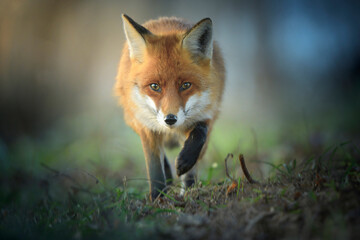 red fox in the wild