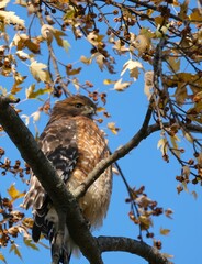 hawk on a tree