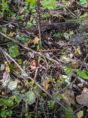 The Leccinum albostipitatum mushroom hides among branches and leaves in an autumn forest