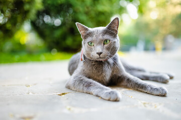 Young playful Russian Blue cat relaxing in the backyard. Gorgeous blue-gray cat with green eyes having fun outdoors in a garden.