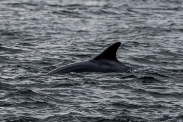 Bottlenose Dolphin (Delphinus Truncatus) In The Moray Firth At Chanonry Point Near Inverness In...