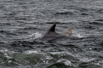 Naklejka premium Bottlenose Dolphin (Delphinus Truncatus) In The Moray Firth At Chanonry Point Near Inverness In Scotland