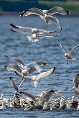 Flock Of Herring Gulls (Larus Argentatus) Feeding On Pray In The Morray Firth At Chanonry Point Near Inverness In Scotland, UK