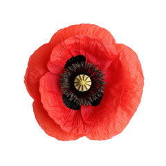 A vibrant red poppy flower with delicate petals and a dark center, showcasing its intricate structure and natural beauty, Transparent Background.