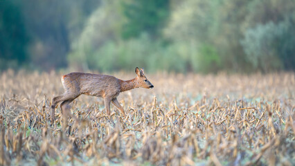 Young roe deer buck in moult walking among the corn stubble in a field. Capreolus capreolus, zea...