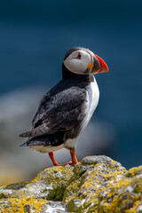 Seabird Species Atlantic Puffin (Fratercula arctica) On The Isle Of May In The Firth Of Forth Near...