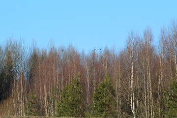 a flock of black grouse on the treetops in a forest in early spring