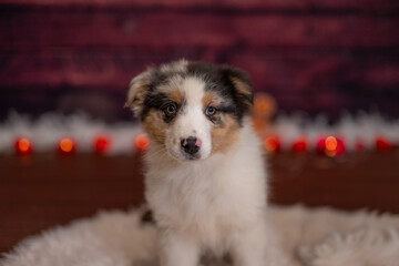 Portrait d'un chiot de race berger australien dans un studio pour un élevage canin