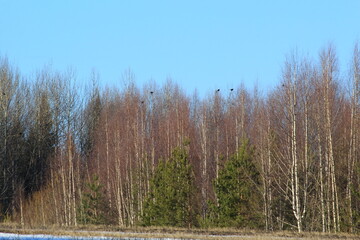 a flock of black grouse on the treetops in a forest in early spring