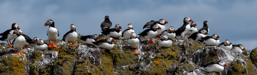 Group Of Seabird Species Atlantic Puffin (Fratercula arctica) On The Isle Of May In The Firth Of Forth Near Anstruther In Scotland