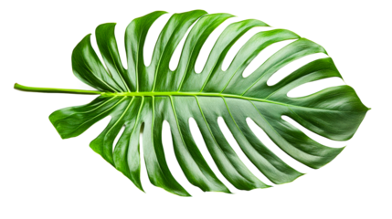 Monstera leaf nature greenery studio view isolated on transparent background