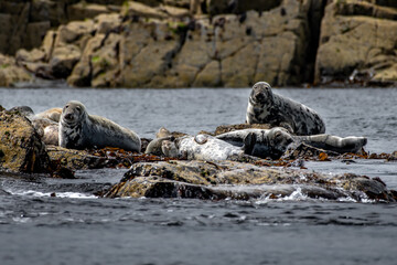 Fototapeta premium Colony With Group Of Atlantic Grey Seals (Halichoerus Grypus) On The Isle Of May In The Firth Of Forth Near Anstruther In Scotland