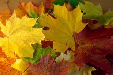 Acer platanoides bright autumn colorful leaves background, autumnal bright yellow orange red colors
