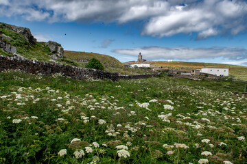 Seabird Nature Reserve Isle Of May In The Firth Of Forth In The Atlantic Ocean Near Anstruther In...