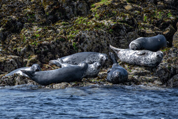 Colony With Group Of Atlantic Grey Seals (Halichoerus Grypus) On The Isle Of May In The Firth Of Forth Near Anstruther In Scotland