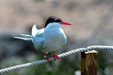 Seabird Species Arctic Tern (Sterna Paradisaea) On The Isle Of May In The Firth Of Forth Near Anstruther In Scotland