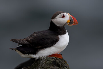 Seabird Species Atlantic Puffin (Fratercula arctica) On The Isle Of May In The Firth Of Forth Near Anstruther In Scotland