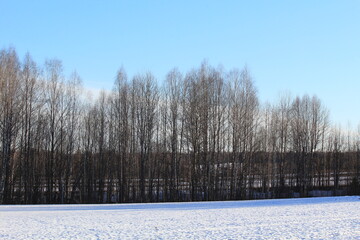 the beginning of spring in the forests and fields of north-eastern Europe