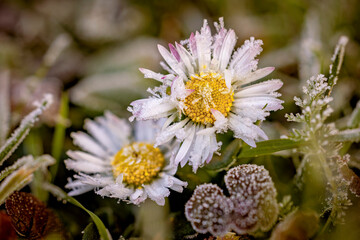 Daisy Flowers covered in frost