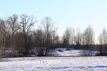 sunny evening in the forests of north-eastern Europe in early spring