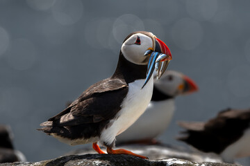 Seabird Species Atlantic Puffin (Fratercula arctica) With Sandeels On The Isle Of May In The Firth...