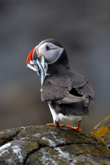 Seabird Species Atlantic Puffin (Fratercula arctica) With Sandeels On The Isle Of May In The Firth Of Forth Near Anstruther In Scotland