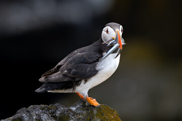 Seabird Species Atlantic Puffin (Fratercula arctica) With Sandeels On The Isle Of May In The Firth Of Forth Near Anstruther In Scotland