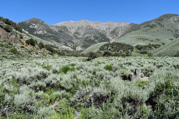 Bunker Hill (11,477') the highpoint of Lander County in the Toiyabe Range of Nevada.  © Alan B