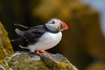 Seabird Species Atlantic Puffin (Fratercula arctica) On The Isle Of May In The Firth Of Forth Near...
