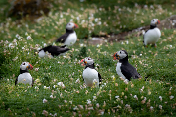 Group Of Seabird Species Atlantic Puffin (Fratercula arctica) On The Isle Of May In The Firth Of...