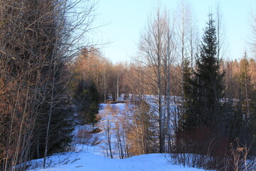 Old road in the forest in early spring on a sunny evening