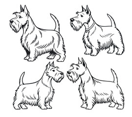 Minimalist, black-and-white line art illustration of a Scottish terrier dog
