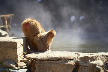 Warmth and Curiosity of macaques