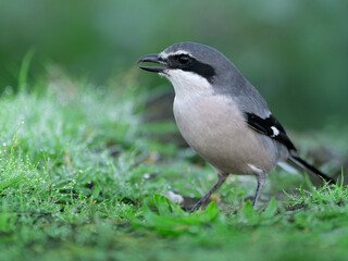 Iberian Gray Shrike