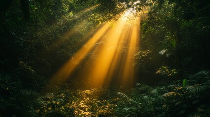 Sunbeams in lush rainforest, misty morning. Nature background