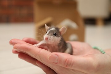 Obraz premium Woman with cute rat at home, closeup