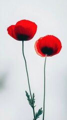 Fototapeta premium Red poppies serene white background