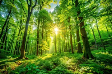 Lush Green Summer Forest, Spring Background, Low Light