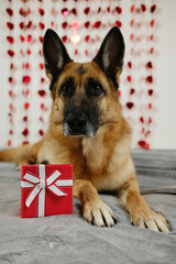St. Valentine's Day concept. German shepherd dog lying on grey sofa near small red gift box. Pet in love celebrating valentines day. Romance postcard. Front view indoor portrait
