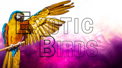 World’s Most Beautiful Birds in Ultra HD © SK MD AZIZ