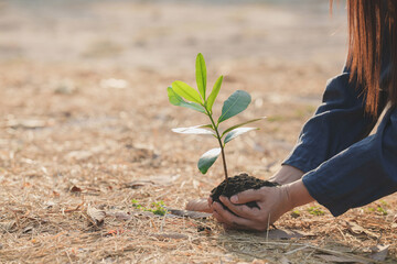 Seedling in hand World environment concept for clean air The concept of restoring dry nature giving birth to new life