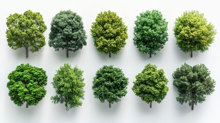 Diverse Collection of Trees Displayed on a White Background. Generative AI