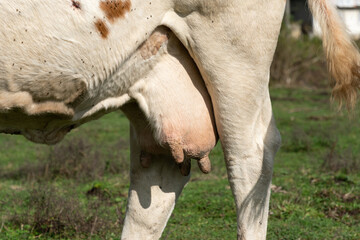 Cow udder closeup with small tits