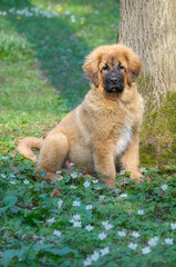 Obraz premium A cute young Tibetan Mastiff male puppy sitting in a flowering spring meadow, this large guardian dog breed is also called Do-Khyi, Germany
