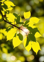 Obraz premium Sunlit green leaves on fresh spring branch with soft bokeh background bokeh green bokeh green abstract background light bright blur pattern