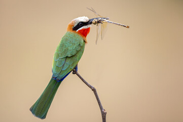Braam Collins - Copyright