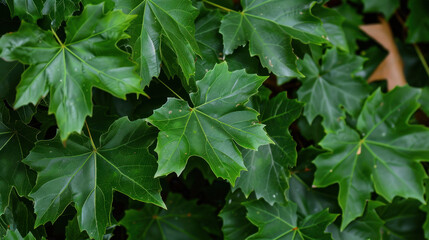 green leaf background