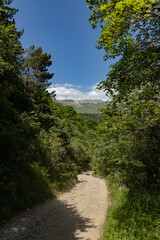 Discover a breathtaking trail through lush greenery leading to majestic mountains on a sunny day