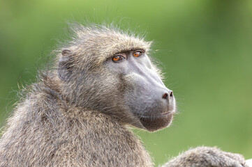 Braam Collins - Copyright