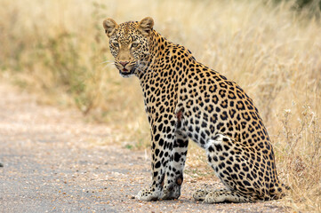 Braam Collins - Copyright